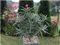 Adenium somalense nova